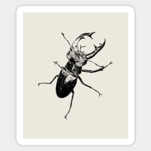 Stag-beetle Sticker